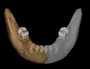 Image 3D d'une mâchoire de Dénisovien