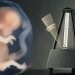 The stages of embryonic development