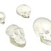 Representing the evolution of the human skull with images of two chimpanzee skulls and two human skulls