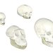Représentation de l'évolution du crâne humain avec des images de deux crânes de chimpanzé et deux crânes humains