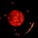Epithelial cells on Cytodex beads. Nicole Quenech'du as part of Laurent Muller's project (S Germain team)