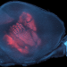Carte sensorielle dans un cortex de souris mis à plat visualisée par les axones thalamocorticaux (Rouge) et une contre-coloration des noyeux cellulaire (cyan)