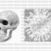 Drawing of a human skull and a virus