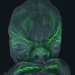 Innervation sensitive (en vert) du visage d’un embryon à 8 semaines de développement