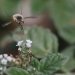 Insecte volant et pollinisant une fleur blanche