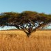 Photo of an Acacia Vachellia tortilis