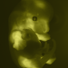 embryon