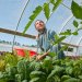 Woman harvesting plants in a greenhouse