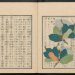 Ouvrage d'horticulture en japonais du XIXe siècle
