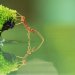 An ant drinking
