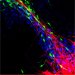 Interactions entre neurones en migration et axones