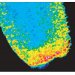 H2O2 sensing during wound healing