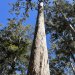 Vue en contre-plongée d'un arbre au milieu d'une forêt