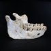 Fossile de mandibule humaine